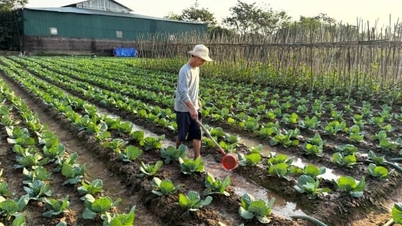Rétablir la propreté des zones de culture maraîchère après les catastrophes naturelles.