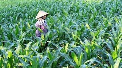 Exploiting and developing local maize genetic resources for the northern highland region.