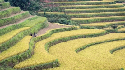 Ολοκλήρωση της βάσης δεδομένων και του μοντέλου παραγωγής για τρεις ειδικές ποικιλίες ρυζιού στη βόρεια ορεινή περιοχή.