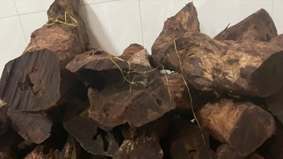 Quang Tri: Locals flock to the forest to harvest leechwood, selling it for 3 million VND/kg.