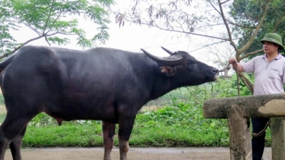 Exploiting and developing the genetic resources of Thanh Chuong buffaloes in the Northeast and North Central regions of Vietnam.