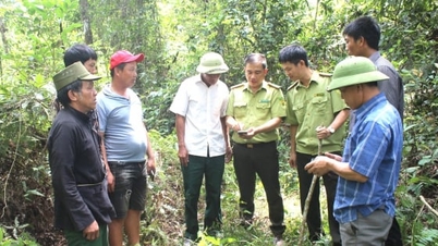 Углеродные кредиты, полученные за счет лесных ресурсов, — новое направление для зеленой экономики.