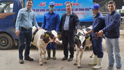 مرکز اصلاح نژاد دام مرکزی، 2 گاو شیری اصیل دریافت می‌کند.