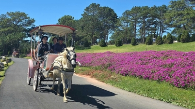 Hestevogner i Da Lat: Et unikt turistprodukt som må restaureres og utvikles.