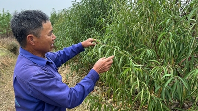 אווירת "טט מוקדם" (ראש השנה הוייטנאמי) במטעי האפרסקים והקומקוואט באן דואנג.