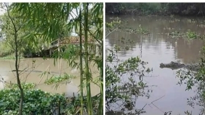 Can Tho esclarece informações sobre o avistamento de crocodilos na comuna de Phu Huu.