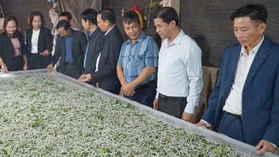 Os agricultores do distrito de Tran Yen desempenham um papel fundamental no desenvolvimento econômico rural.