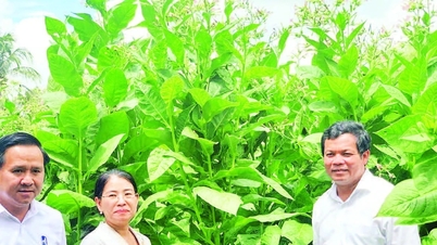 تنويع المحاصيل، وتحسين حياة الناس في المنطقة...