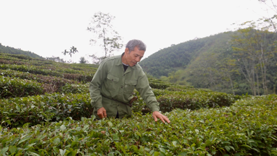Hacer fortuna con el modelo "jardín-estanque-ganado".