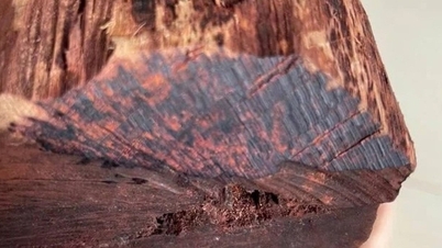 Comerciantes chineses estão comprando madeira podre a 3 milhões de VND/kg, pessoas estão indo em massa para a floresta em busca dela, e guardas florestais estão emitindo alertas.