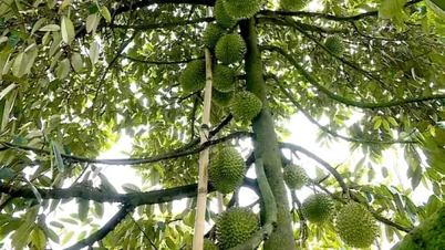 Door zich aan te sluiten bij coöperaties kunnen durianboeren in Dong Thap hun productie stabiliseren.