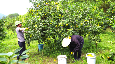 Növelje a bevételeit és hozzon létre tiszta és szép tájat mintakertek segítségével.