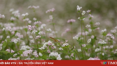 Los tonos rosados ​​de ensueño del noroeste de Vietnam