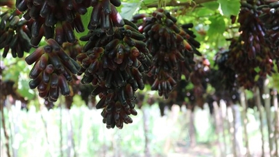 Développement de nouvelles variétés de raisins et de pommes adaptées au climat chaud et sec de Khanh Hoa.