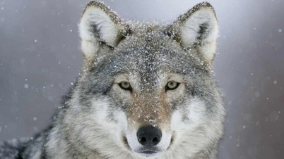 Warum haben Wildtiere keine Schlappohren?