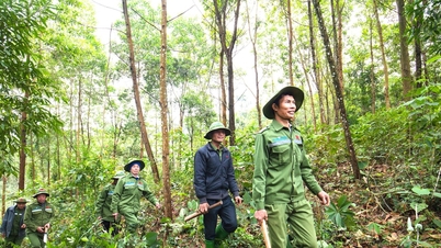 Экологические услуги, предоставляемые лесными ресурсами, способствуют построению «зеленой» экономики в западной части провинции Нгеан.