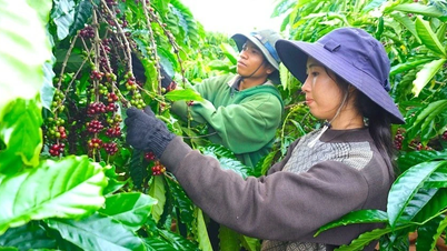 12 دسمبر کو کافی کی قیمتوں میں اضافے کا رجحان برقرار رہا۔