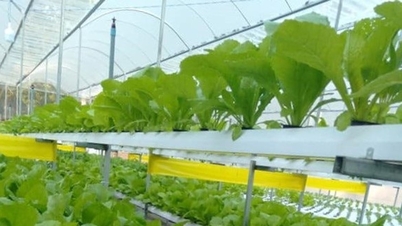 Duc Linh'in kırsal bölgeleri yeni bir gelişim alanı şekillendiriyor.