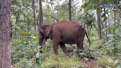 Nous avons reçu deux éléphantes destinées à la reproduction.