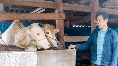 कैन टाइ की ढलानों से सतत गरीबी उन्मूलन रणनीतियाँ