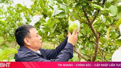 থাচ হা-তে অনুৎপাদনশীল জমিতে পেয়ারা চাষ করে দারিদ্র্য থেকে মুক্তির পথ খুলে দেওয়া।