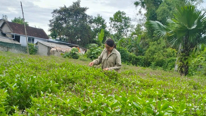 Plantas medicinais ajudam pessoas em áreas montanhosas a escapar da pobreza.