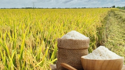 Rispriser i dag, 12. desember: Duftende ris holder høye priser, paddyrisen holder seg stabil.