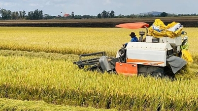 Ціни на рис сьогодні, 12 грудня 2025 року: рис OM 5451 дещо знизився.