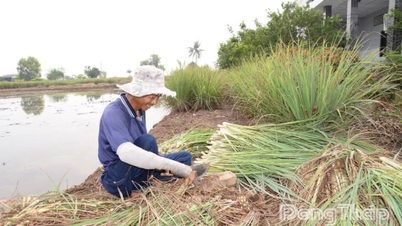 Lemongrass prices rise, farmers make a good profit.