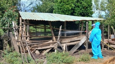 Impfen Sie die Büffel- und Rinderherden im Vorfeld unvorhersehbarer Wetterbedingungen.