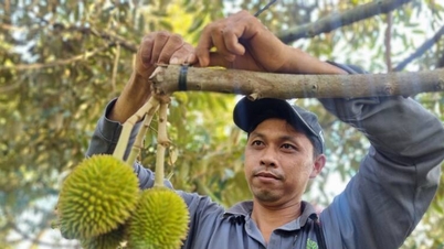 ভিন লং: কৃষি পুনর্গঠন এবং নতুন গ্রামীণ এলাকা নির্মাণের সাথে সমবায় উন্নয়ন।