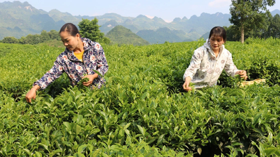 Ban Lau concentra-se na promoção do desenvolvimento de culturas agrícolas essenciais.