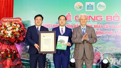 डोंग फुक कम्यून में स्थित 12 शान तुयेत चाय के पेड़ों के समूह को 'वियतनामी विरासत वृक्ष' के रूप में मान्यता दी गई है।