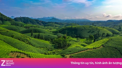 फु थो में आजकल चाय की पहाड़ियों से दिखने वाला अनमोल सूर्योदय का नजारा सबसे लोकप्रिय ट्रेंड है।