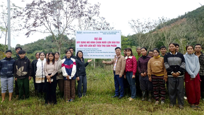 वैन पा के स्वदेशी सुअर पालन मॉडल का सारांश