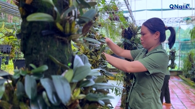 نگهداری از ارکیده‌های وحشی در چو مام ری