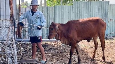 Más de 13.500 millones de VND invertidos en el desarrollo de la producción agrícola para hogares pobres.