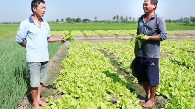훙미 지역 농민들에게 새로운 활력이 불어넣어졌다.