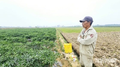 Ớt trúng vụ, trúng giá, người dân làm chòi canh ruộng suốt đêm