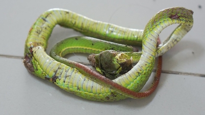 Banyak kasus gigitan ular pit viper berekor merah telah dilaporkan, dan dokter memperingatkan bahwa racunnya sangat berbahaya.