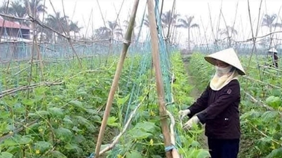 Chìa khóa giúp nông dân Hưng Đạo thoát nghèo