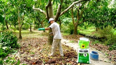 Memulihkan dusun di Delta Mekong selepas banjir: Penyelesaian saintifik untuk petani.