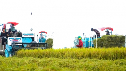 Can Tho speră că Japonia va coopera la dezvoltarea lanțului valoric al orezului verde.