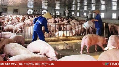 คาดว่าความต้องการเนื้อหมูจะเพิ่มขึ้นอย่างมาก และราคาอาจสูงขึ้นในช่วงวันหยุดตรุษจีน