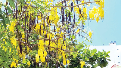 Flores amarelas no jardim da frente