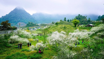 توقعات الطقس لمدينة نغي آن في 13 ديسمبر: رياح شمالية شرقية تشتد تدريجياً، طقس بارد ليلاً وصباحاً.