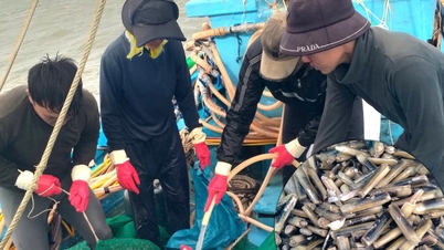 ชาวประมงร่ำรวยจากการจับหอยมีดโกน