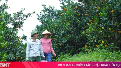 สวนส้มสุกในจังหวัดฮาติงเปล่งประกายสีทองอร่าม