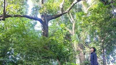 اكتشف الغابة المقدسة في قلب مدينة دا نانغ، والتي تم حمايتها بفضل الجهود الجماعية للسكان المحليين.