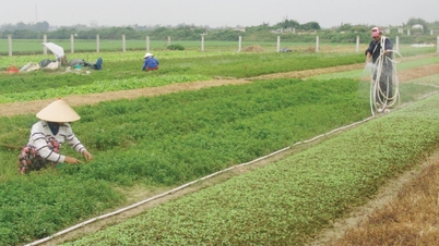 Veilige groenten voor het Chinees Nieuwjaar